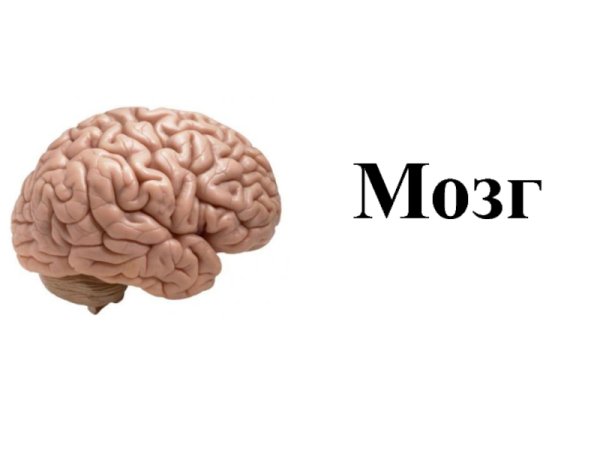 Мозги рисунок с надписью
