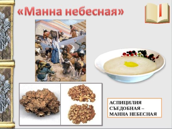 Манна лишайник аспицилия
