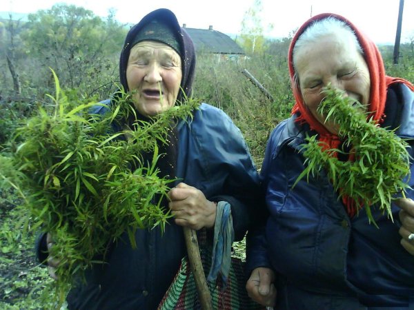 Бабулька с марихуаной