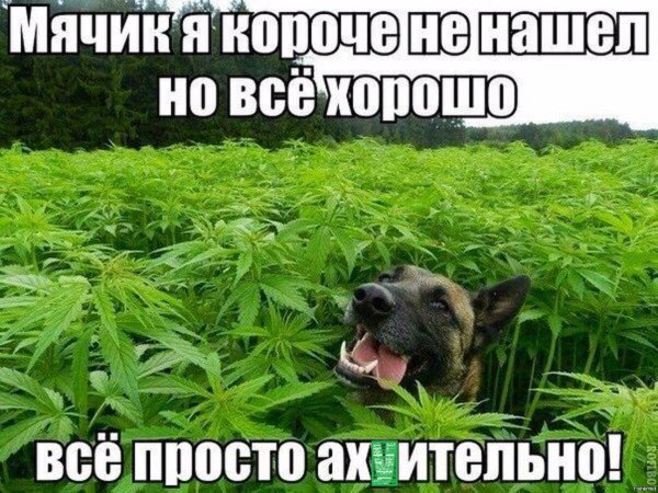 Шутки про коноплю