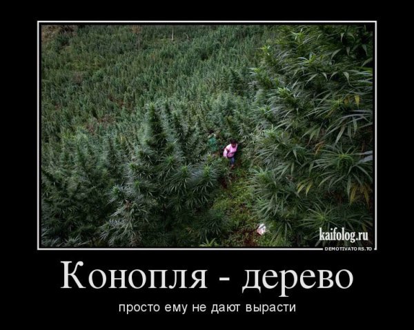 Конопля прикол