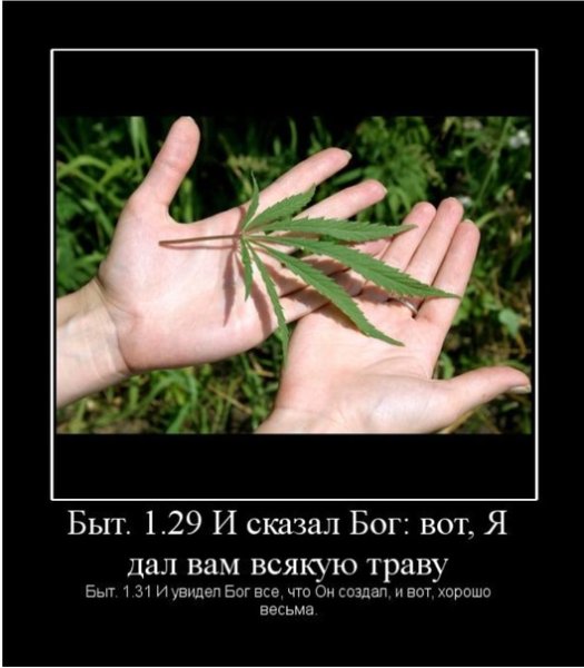 Марихуана приколы