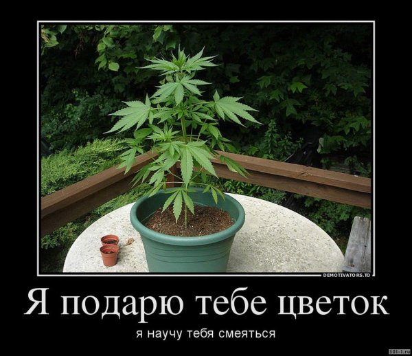Конопля юмор