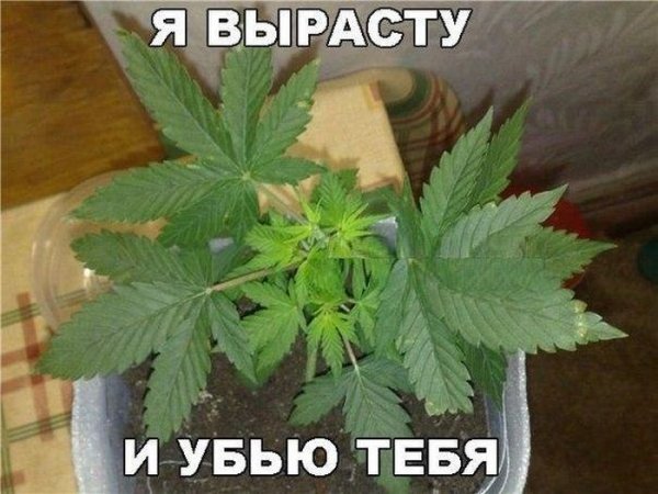 Мемы про марихуану