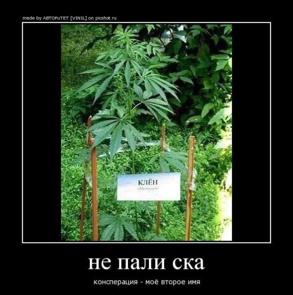 Конопля юмор