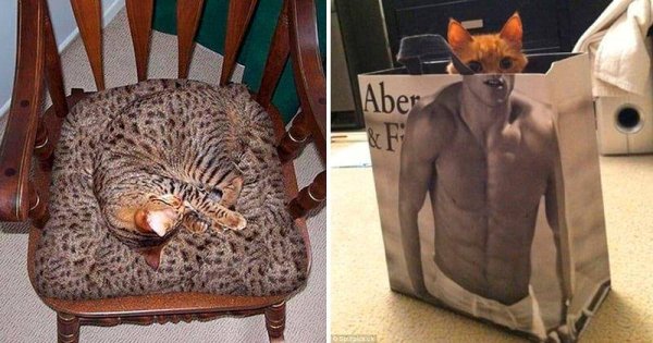 Кот замаскировался