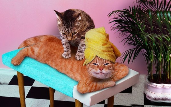 Массаж кошке