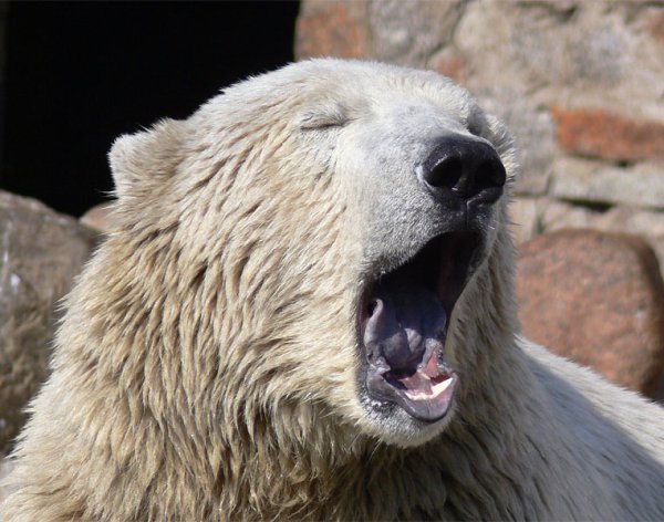 Медведь зевает