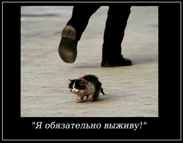 Милосердие к животным