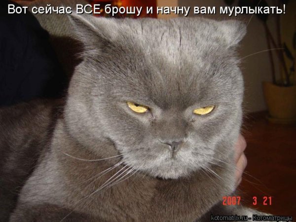 Презрительный взгляд кота