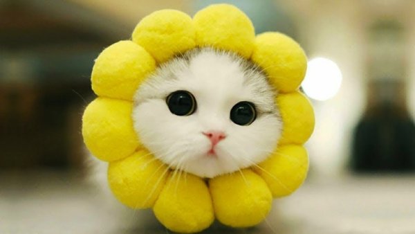 Мимимишные котики