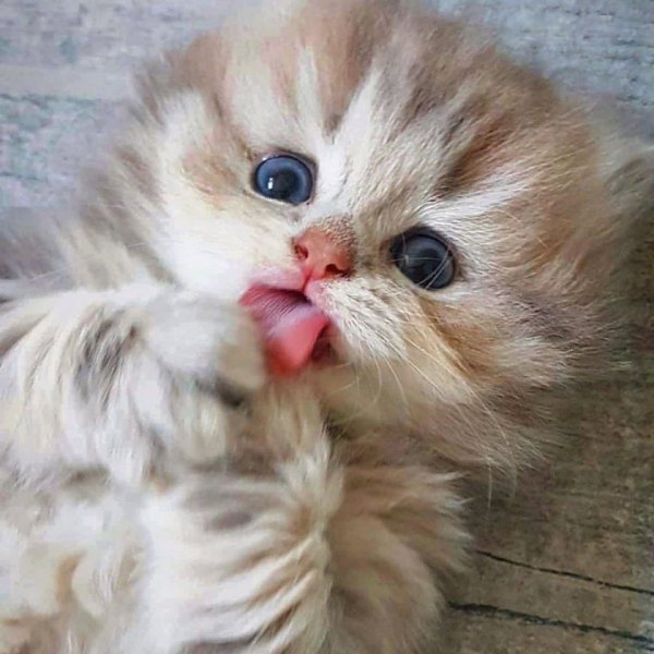 Миленькие котята