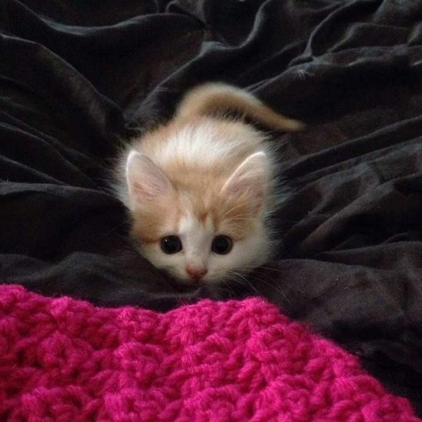 Милый котик