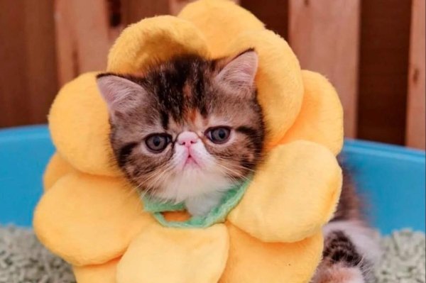 Смешной котяра