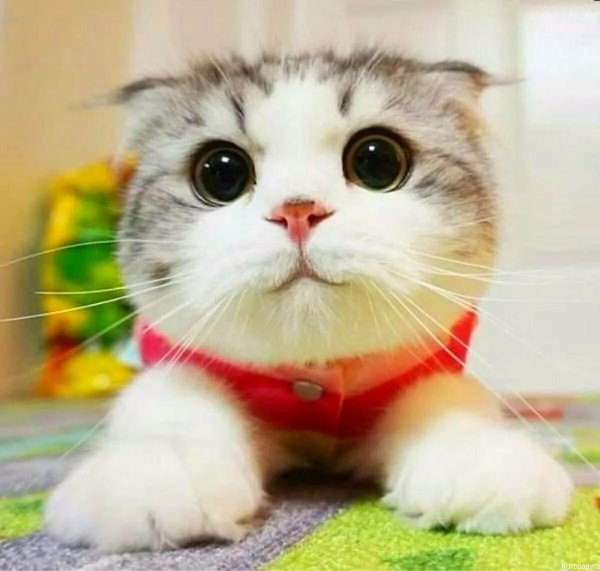 Милая кошка