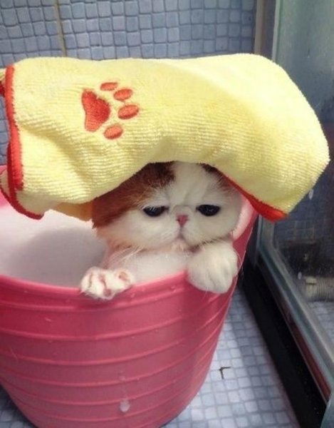 Милый смешной котик