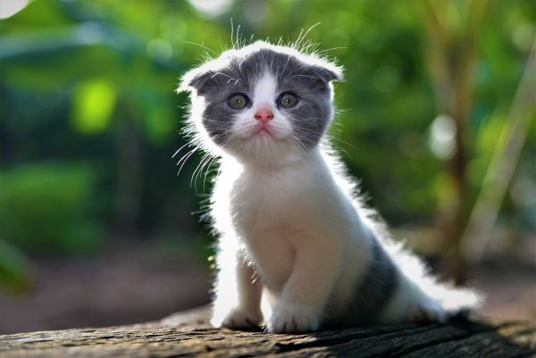 Маленькие котики