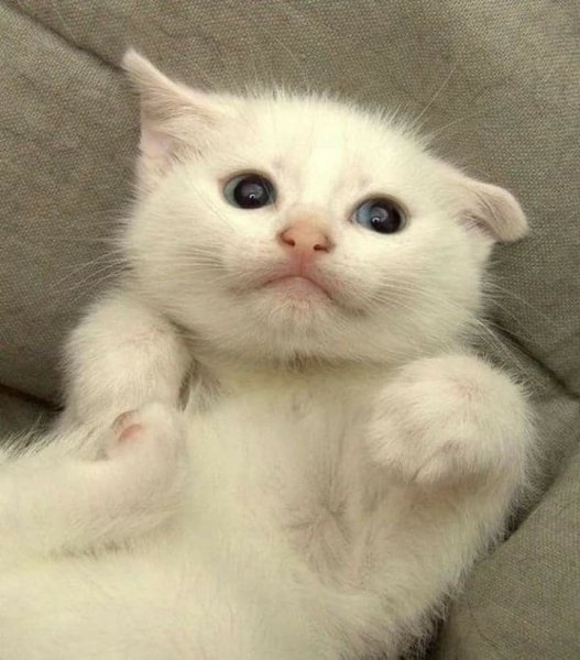 Милый кот