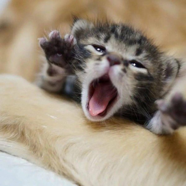 Мимишные котята