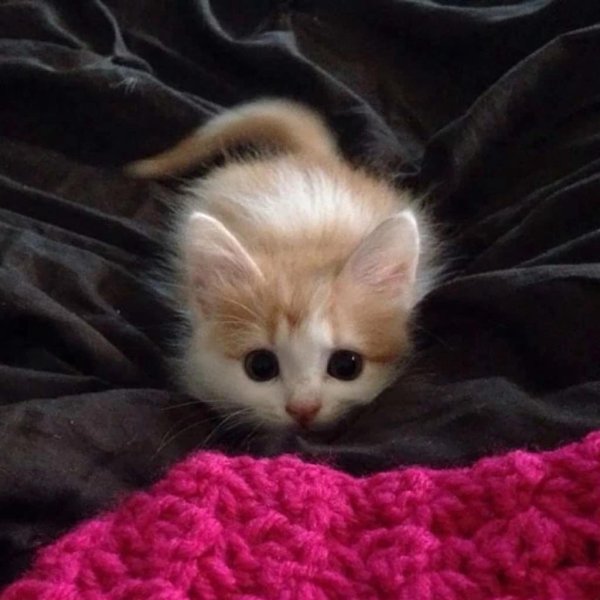 Котята милашки