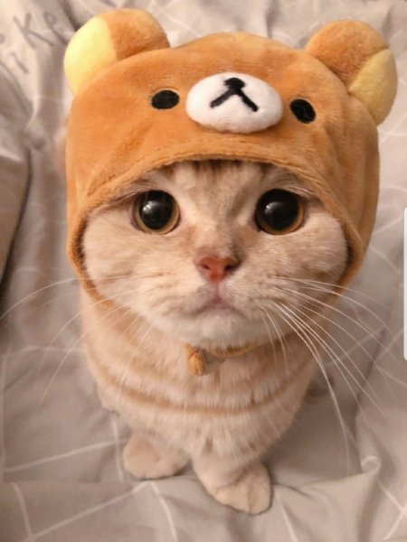 Кот в шапке