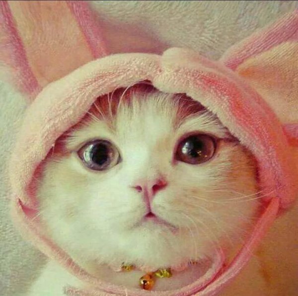 Кот в шапке