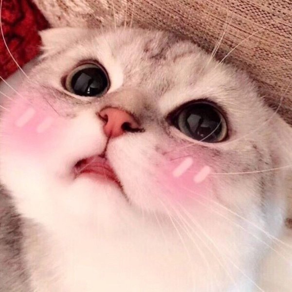 Котик с сердечком