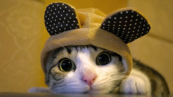 Милые коты