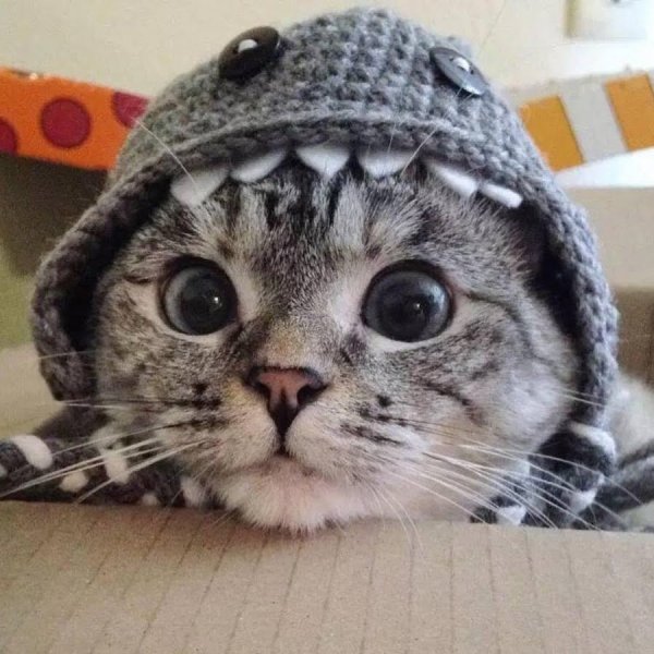 Шапочка котика