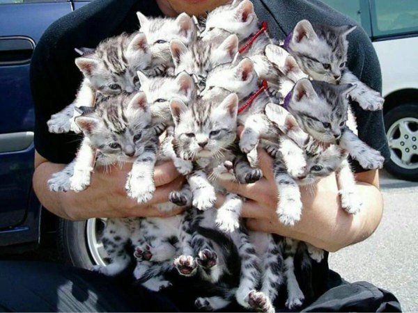 Очень много котят