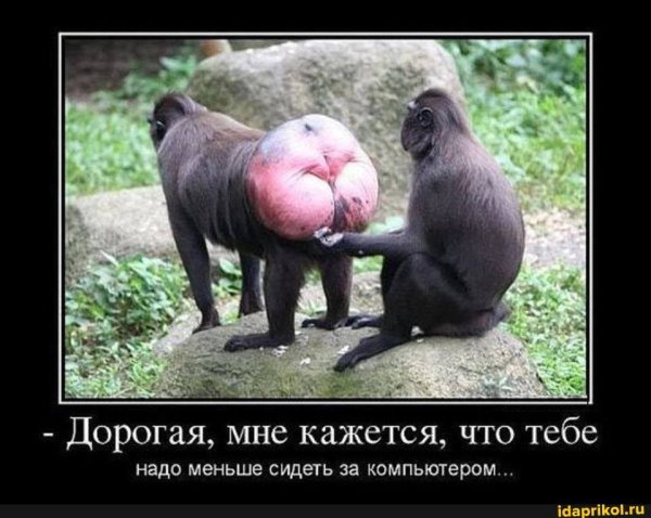Попа юмор
