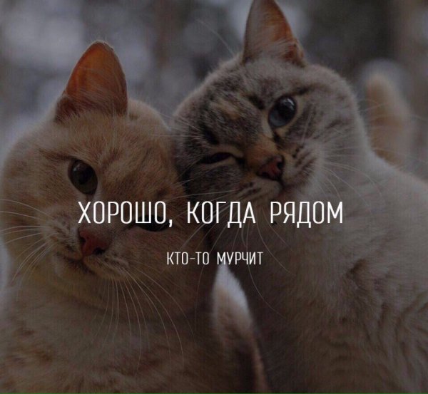Хорошо когда рядом кто-то мурчит