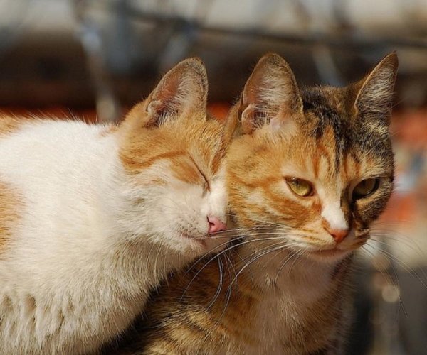 Кошка ласкается