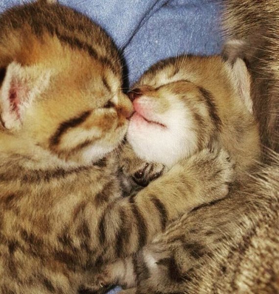 Котики обнимаются спокойной ночи