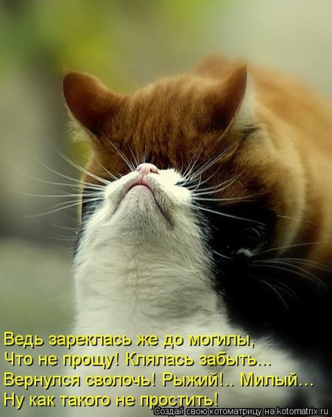 Ласковый кот