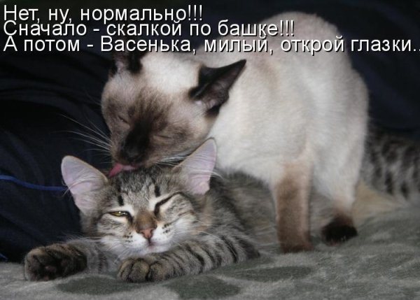 Люблю тебя котик