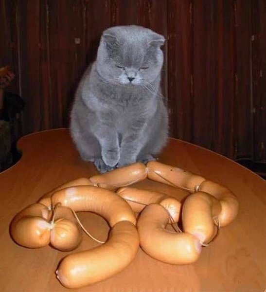 Прикольные кошки с надписями