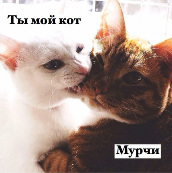 Ты мой котик