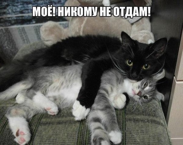 Люблю котика