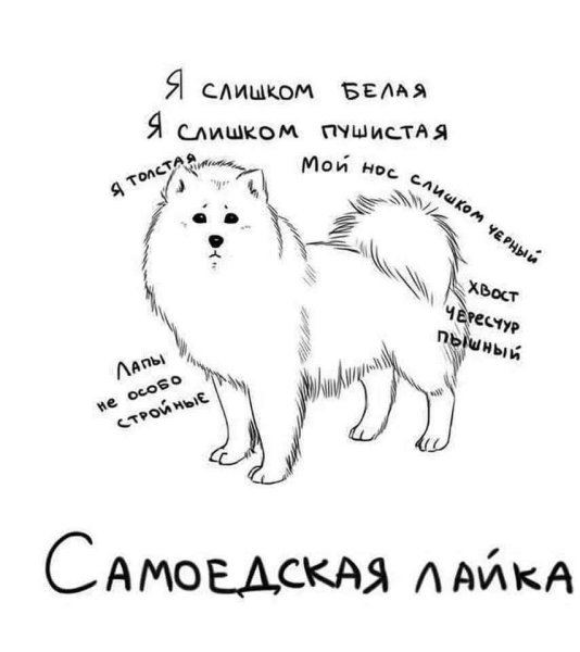 Лайка самоед кобель