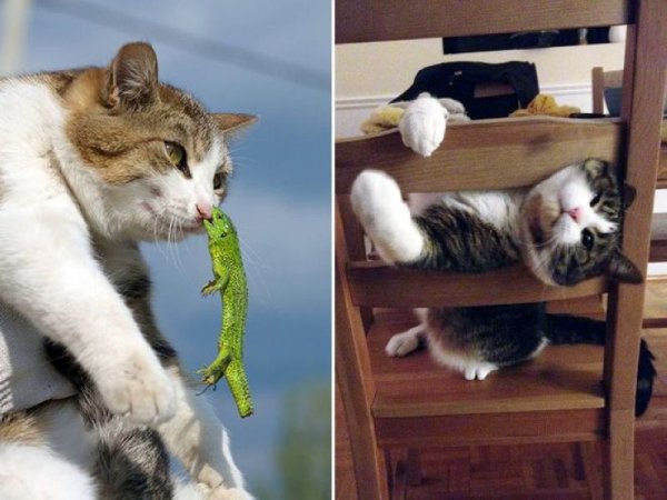 Кошки в нелепой ситуации