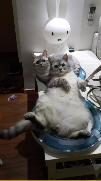 Забавные ситуации с котами