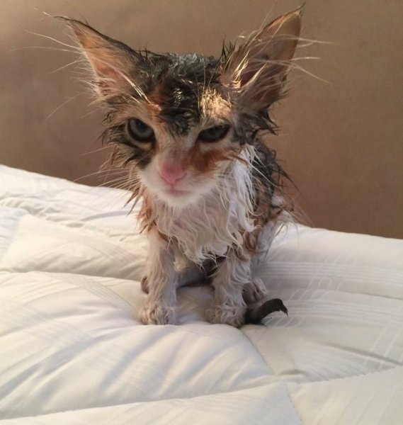 Нелепые коты