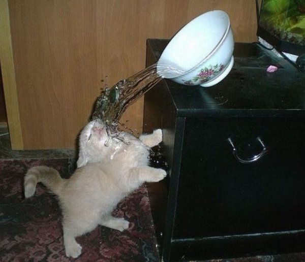 Смешные моменты с котом