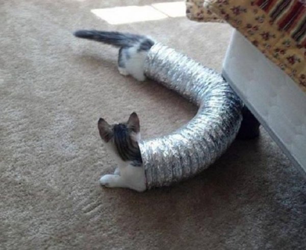 Очень длинный кот