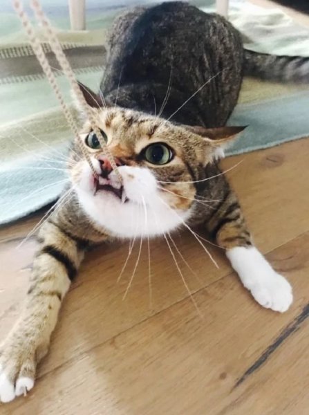 Забавный кот