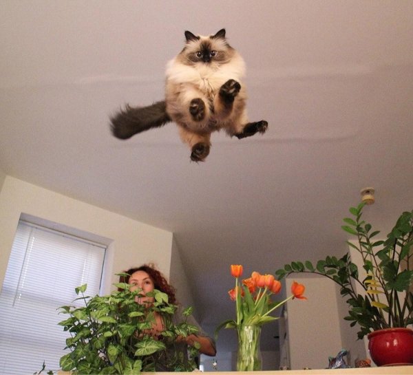 Приколы с котами
