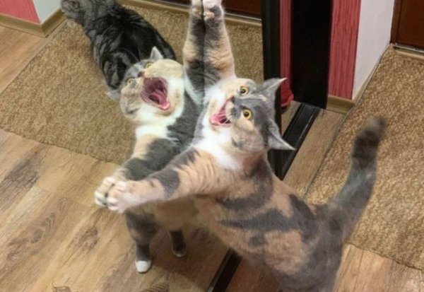 Смешные коты до слез