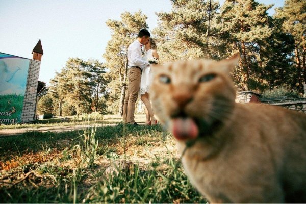 Животные на заднем плане