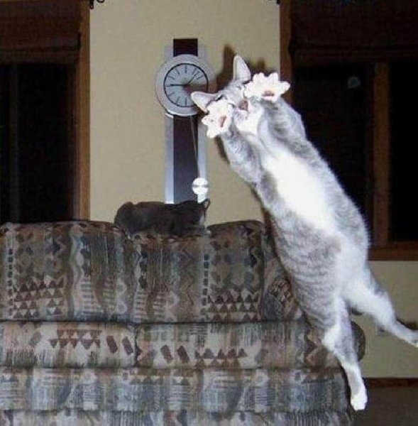 Удачные кадры с котами